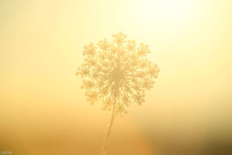 Red Internacional para la Integridad de Mindfulness