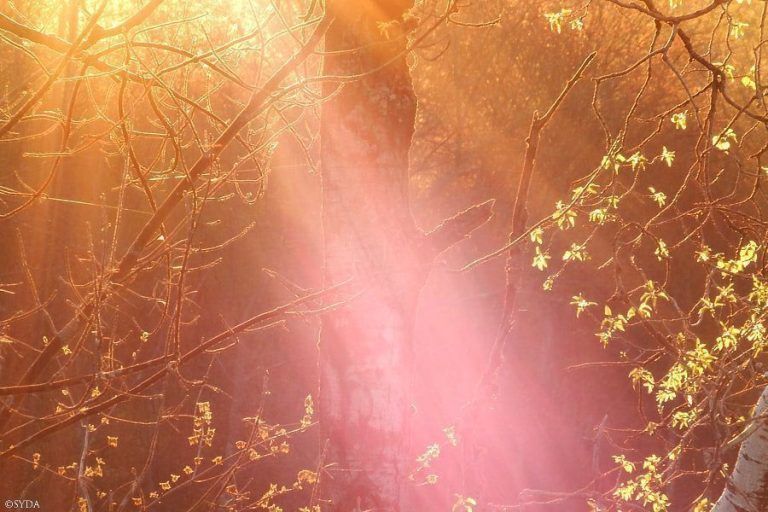 Mindfulness en Comunidad: primer trimestre 2018